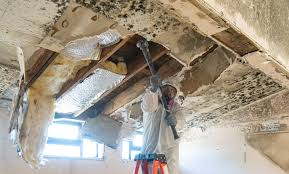 Best Attic Mold Removal  in Myrtle Grove, NC